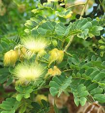Image result for Albizia versicolor