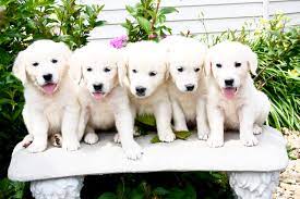 Please visit faq and training program page for more information. Akc White English Creme Golden Retriever Puppies Minnesota Mn English Golden
