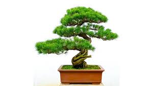 See more ideas about small trees, plants, tree. Growing Trees For Profit These Are The Best To Grow Small Business Trends