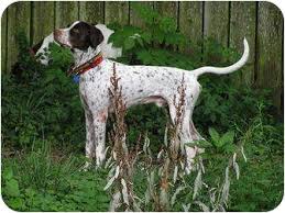 Health issues when breeding german shorthaired pointers. Columbus Oh English Pointer Meet Garrison A Pet For Adoption