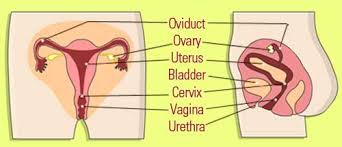 Then, gently lift and separate the folds in her udders and clean them with a sponge and warm water mixed with a gentle cleanser like ivory or dawn dishwashing liquid. Parts And Functions Of The Female Reproductive System