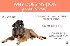 Why Does My Dog Growl At Me Meaning And How To Stop It