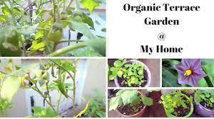 Organic Terrace Garden At My Home Gardening Garden Diy Home Flowers Roses Nature Landscaping Organic Gardening Soil Terrace Garden Ideas Terrace Garden