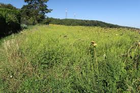 Contribute to ceph/ragweed development by creating an account on github. Ragweed Naturschutzbund Klosterneuburg