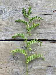 Image result for Cicer arietinum