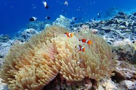 Tunas berkembang mulai menangkap makanan sendiri meskipun masih menempel pada induknya. 440 Gambar Hewan Anemon Laut Gratis Terbaru Gambar Hewan