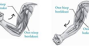 Gerak otot sinergis adalah gerak otot yang searah. Sifat Gerak Otot Manusia