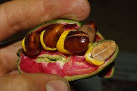 Image result for Xylopia wilwerthii