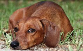 71 dachshund hd wallpapers background
