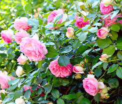 If the soil is very wet throughout the year consider the european dogwoods and willows. Dear Amor I Love Growing Roses In My Property