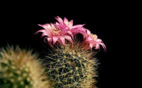 In truth, her lover, dentist julian winston, doesn't have any children. Red Cactus Flower Wallpapers Wallpaper Cave