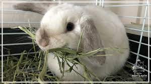 ウサギの偽妊娠 | 札幌のうさぎ専門店“mon Lapin”のブログ