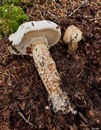 Image result for Micrargeriella