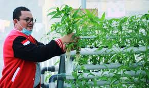 Dengan kedua sistem hidroponik tersebut, produksi kangkung hidroponik lebih bisa tertarget. Panen Perdana Kangkung Hidroponik Muammar Bagi Bagi Sayur Untuk Warga Segeri Fajar