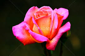 Tahitian sunset rose tahitian sunset. Tahitian Sunset Rose Single Flower Flowers Pixoto