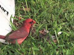 Maybe you would like to learn more about one of these? Cardinal Feeding Baby Birds Awesome Youtube