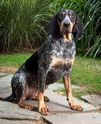 Use the options below to find your perfect canine companion! Bluetick Coonhound Breed Information