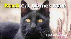 The secret is to stick to something short and pack on lots of. 1000 Perfect Male Cat Names For Your Furry Friend In 2021