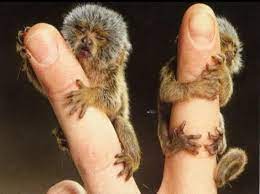tiny adorable animals that will make you squee cute baby animals pygmy marmoset tiny monkey