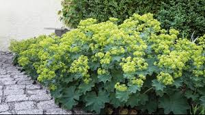 Frauenmantel Warum Der Luckenfuller So Beliebt Ist In 2020 Pflanzen Frauenmantel Stauden Pflanzen