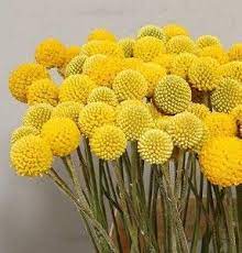 Craspedia Drumsticks By The Bunch Flower Seeds Billy Buttons Yellow Flowers