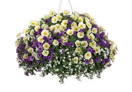 Hot Springs Plants For Hanging Baskets Flower Delivery Service Flowers