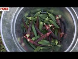 Maybe you would like to learn more about one of these? The Ultimate Guide To Growing Okra Youtube
