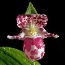 Best Price Noticed Alaskan Woman S Slipper Orchid Seeds Cypripedium Guttatum Seeds Uncommon Flowering Orchid Plant 50 Check More Orkideler Tohumlar Bi Tki