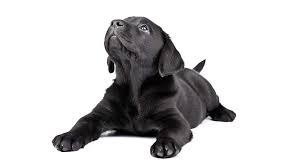 Freyja (the goddess of love, beauty and war in norse mythology). Black Dog Names Over 200 Inspiring Ideas For Naming Your Pup
