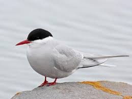We are providers of the finest export products from all corners of the world. Arctic Tern Identification All About Birds Cornell Lab Of Ornithology