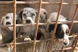 Whether you adopt online or at a petsmart store near you, you're helping change the. Petition New Jersey State Senate Support A Bill To Ban The Sale Of Puppy Mill Dogs In New Jersey Change Org