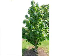 We have tried to make a funny and witty video game , with. Products Pawpaw Trees Grimo Nut Nursery