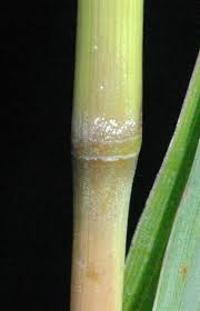 Image result for Cymbopogon caesius