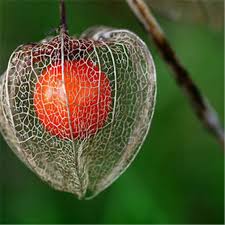 Edible Green Plant Organic Fruit Physalis Husk By Shopforfashion Chinese Lanterns Plant Organic Plants Fruit Seeds