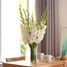 Image result for Gladiolus decoratus