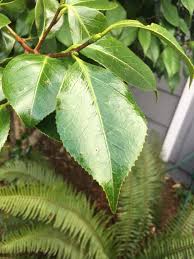 Image result for Aphloia theiformis