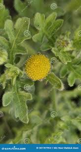 Image result for Grangea anthemoides