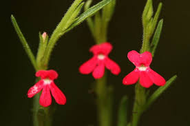 Image result for Striga asiatica