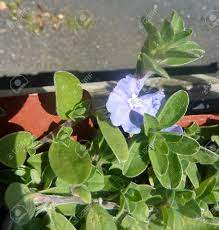 Maybe you would like to learn more about one of these? Evolvulus Glomeratus Hawaiian Blue Eyes Perennial Herb Grown Stock Photo Picture And Royalty Free Image Image 39484164