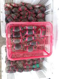 Kuliner olahan laut atau seafood memang selalu menggoda selera. Nafira Depot Ikan Basah Posts Facebook