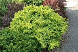 Image result for Barberry