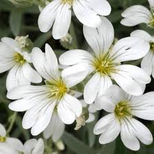 Image result for Cerastium