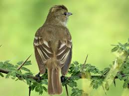 Image result for Oryzidium barnardii