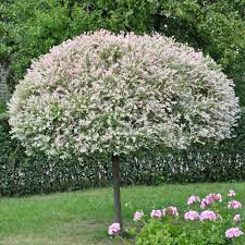 Salix Integra Hakuro Nishiki Tree Ornamental Trees Small Front Gardens Maple Tree Landscape