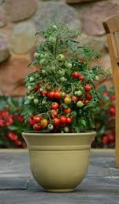 Take action now for maximum saving as these discount codes will not valid forever. Super Dwarf Tomatoes