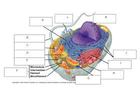 Maybe you would like to learn more about one of these? Animal Cell Diagram Quizlet