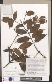 Image result for Landolphia owariensis