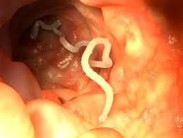 Tapeworms can be treated with tapeworm tabs like drontal and bayer tapeworm dewormer for cats, which use an anthelmintic called praziquantel. How To Treat Tapeworms In Dogs