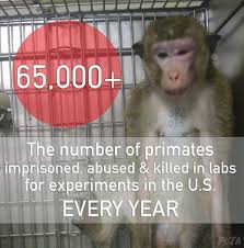 New Legislation Introduced To Spare Primates In Laboratories Peta Primates Animal Welfare Animal Rescue