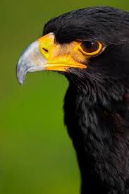 Black Eagle Aquila Verreauxii Captured In The Matobo Hills Area In Zimbabwe Photo Mario Moreno Black Eagle Pet Birds Eagle